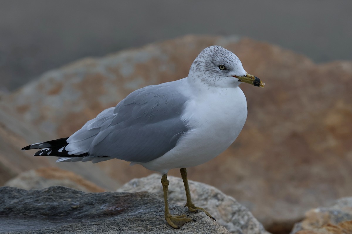 ringnebbmåke - ML646882459