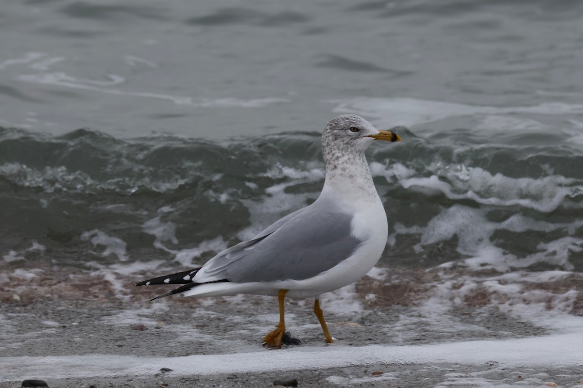 ringnebbmåke - ML646882460