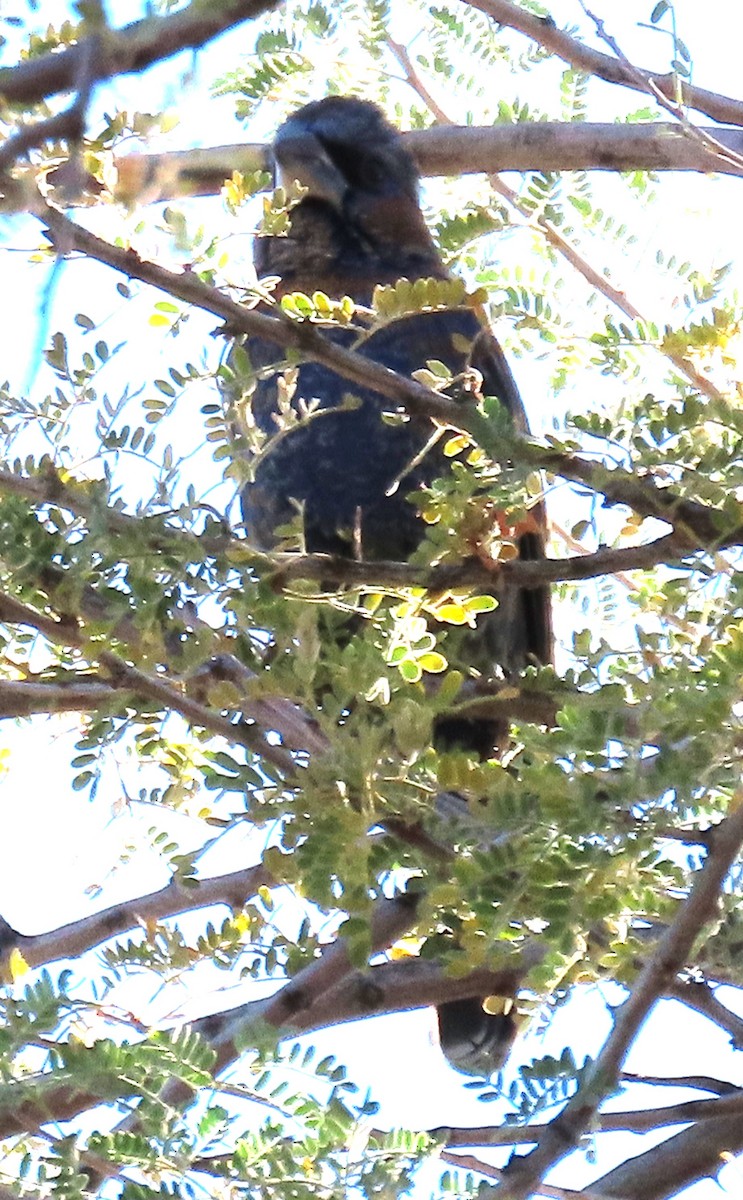 blåtykknebb - ML646882461