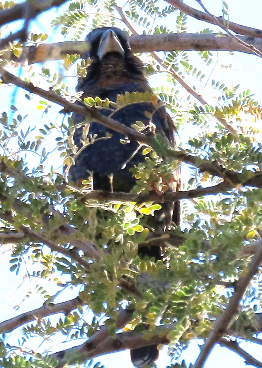 blåtykknebb - ML646882462