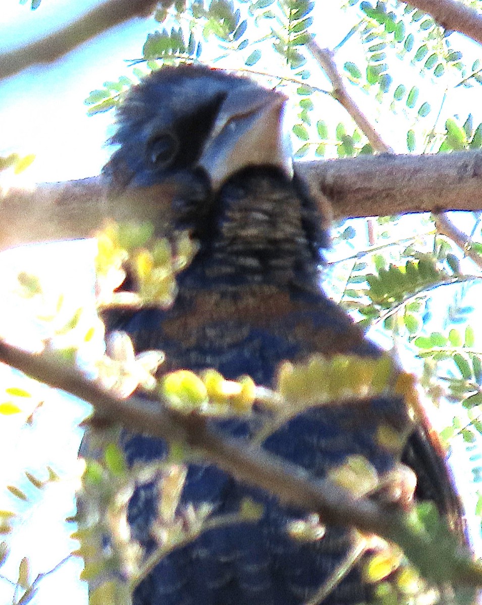 blåtykknebb - ML646882463