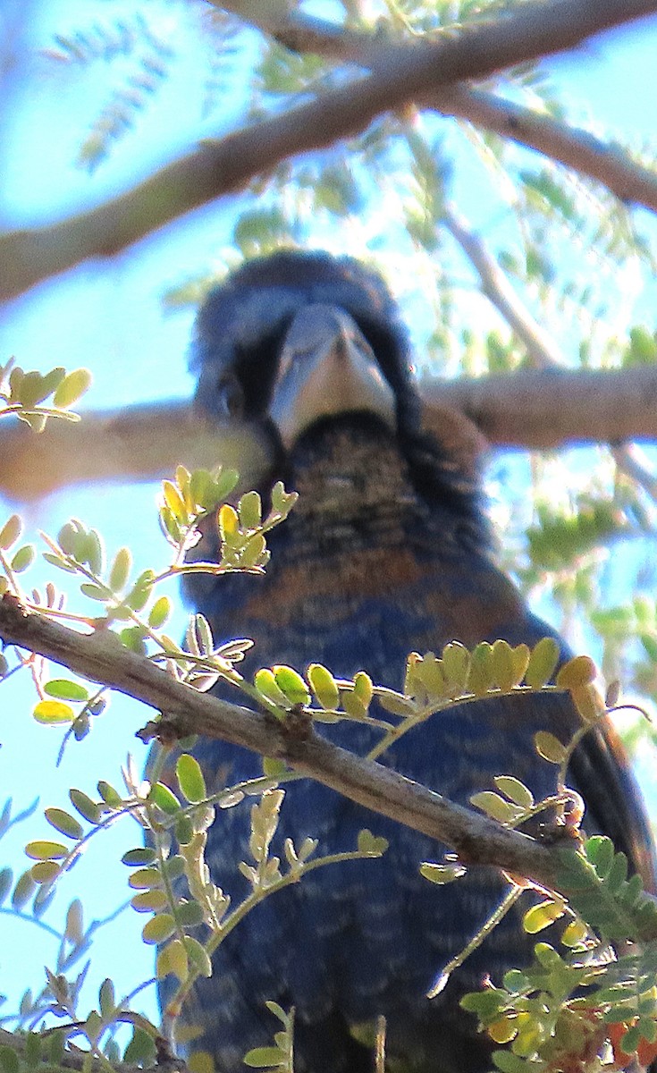 blåtykknebb - ML646882464