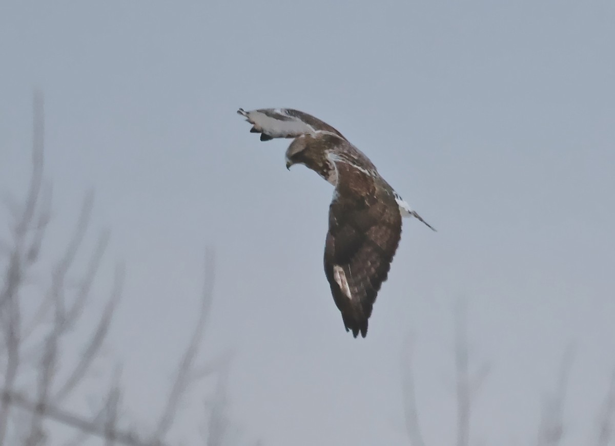 fjellvåk - ML646882465