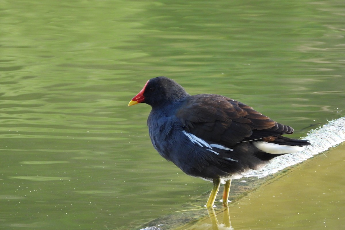 Eurasian Moorhen - ML646882467