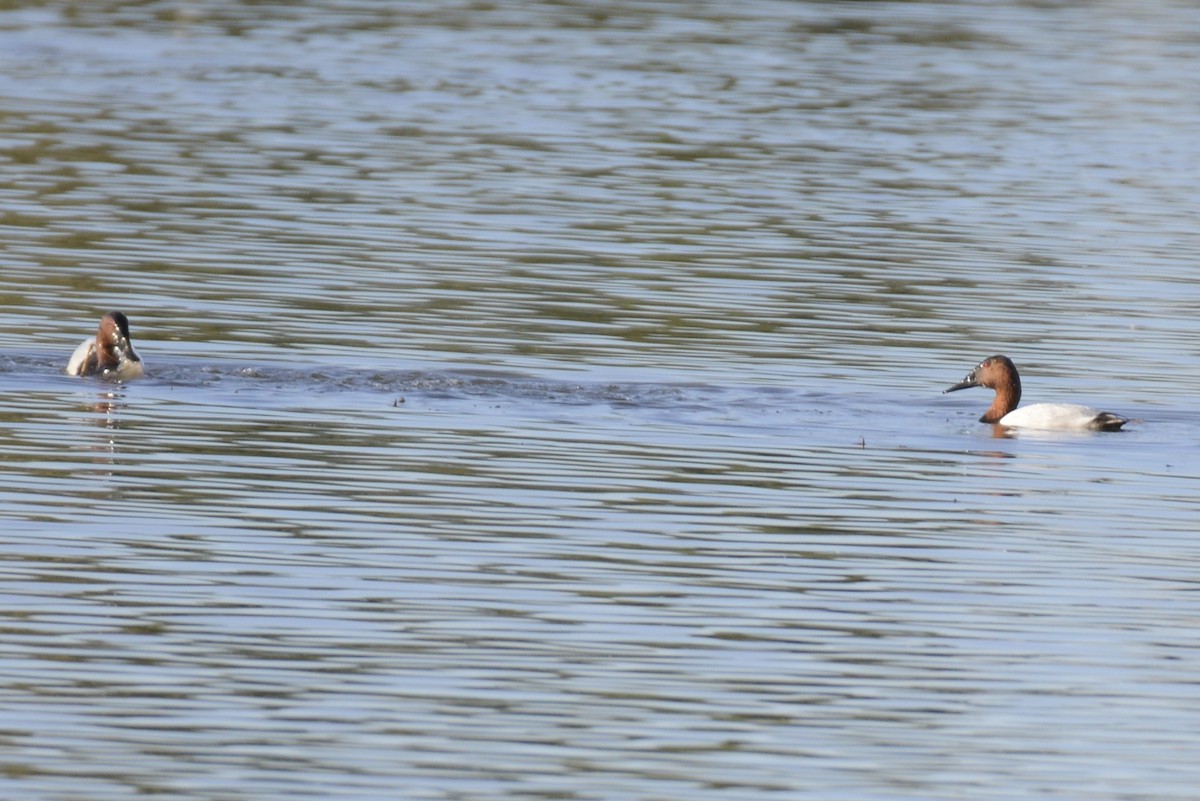Canvasback - ML646882473