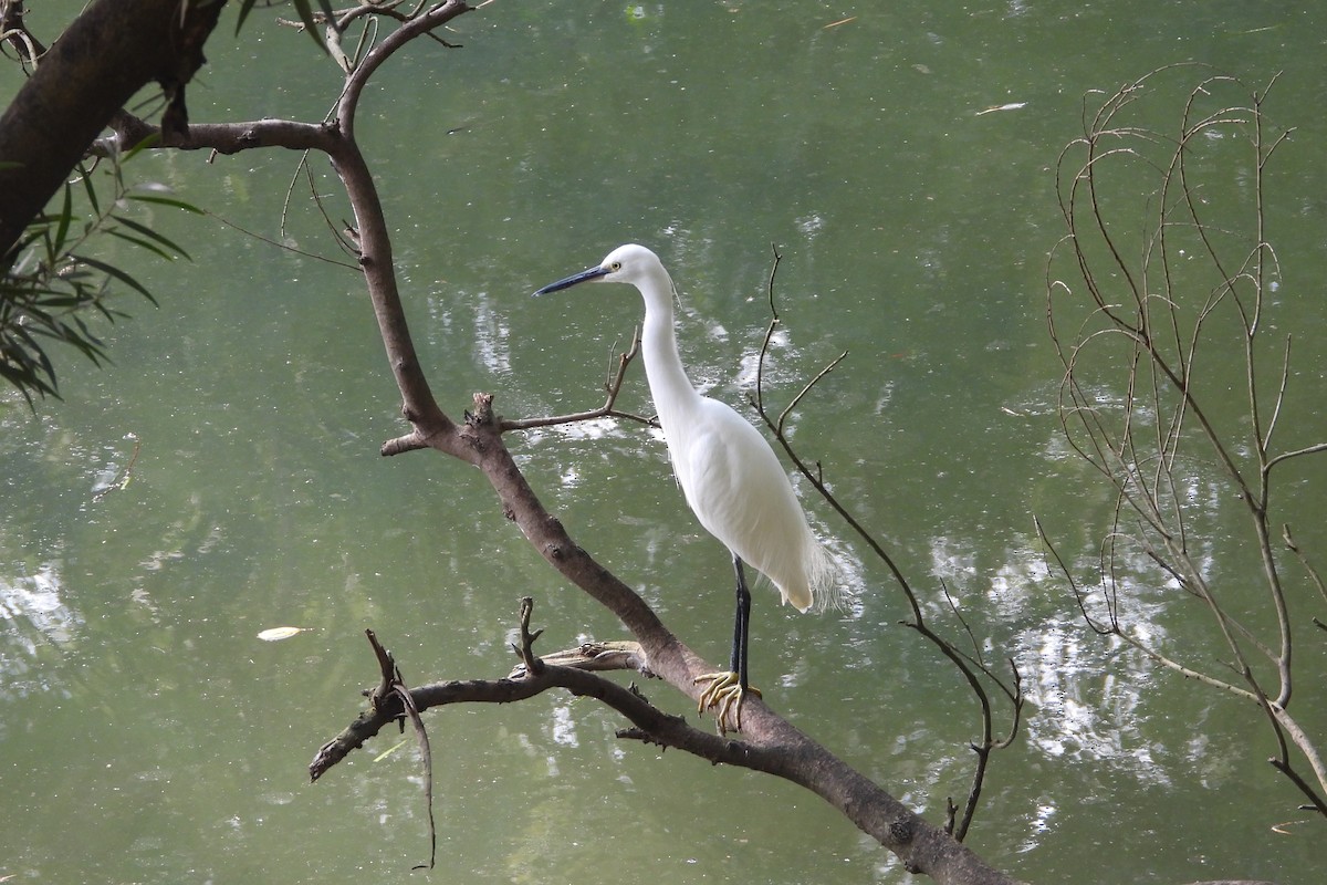 Little Egret - ML646882475
