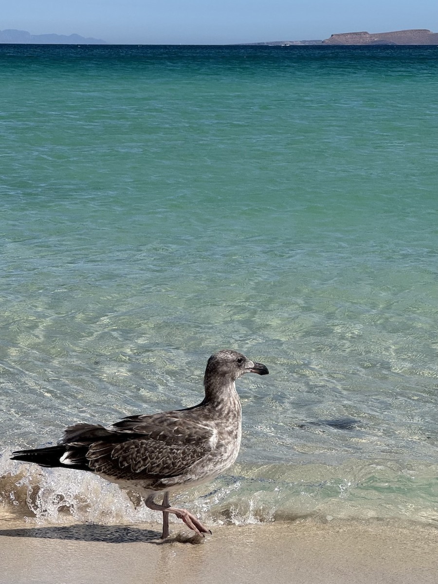 Yellow-footed Gull - ML646882476