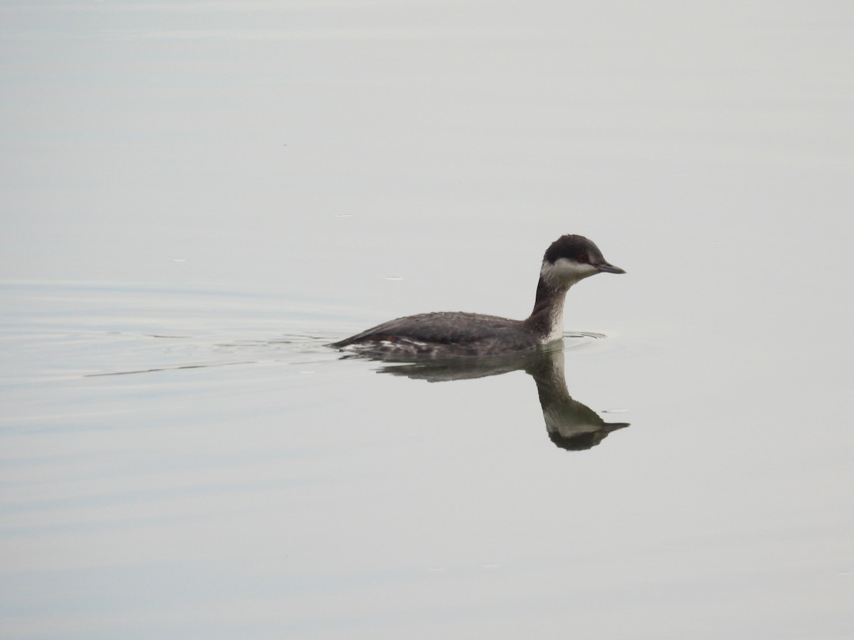 角鸊鷉 - ML646882477