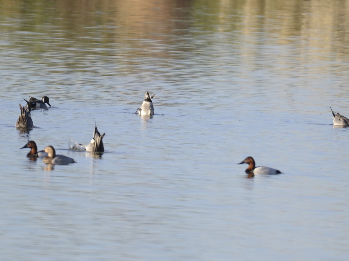 Canvasback - ML646882478