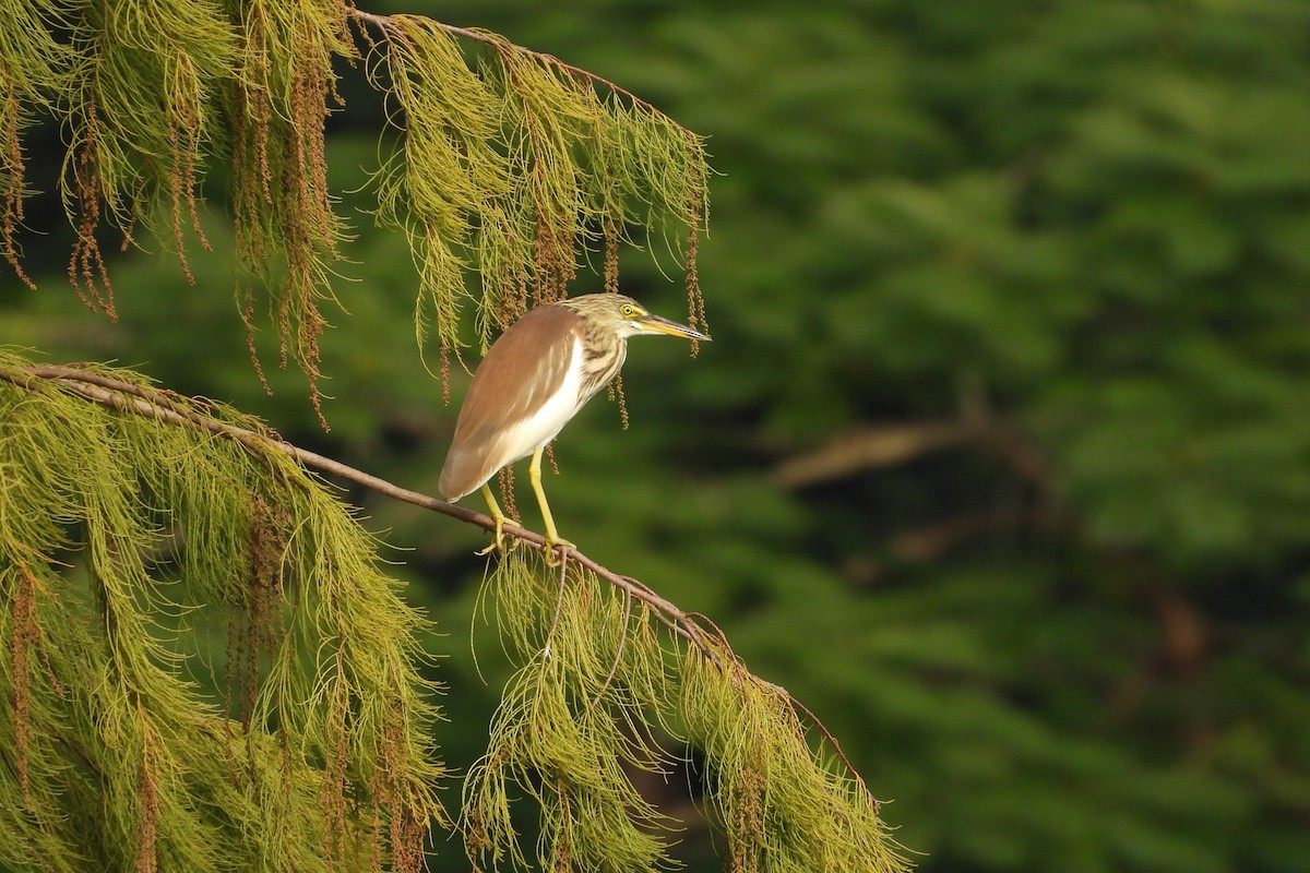 Chinese Pond-Heron - ML646882479