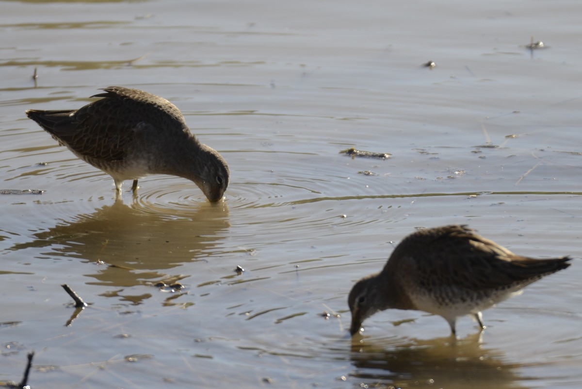 slukovec dlouhozobý - ML646882482