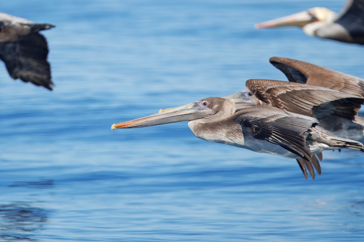 Pelícano Pardo - ML646882486