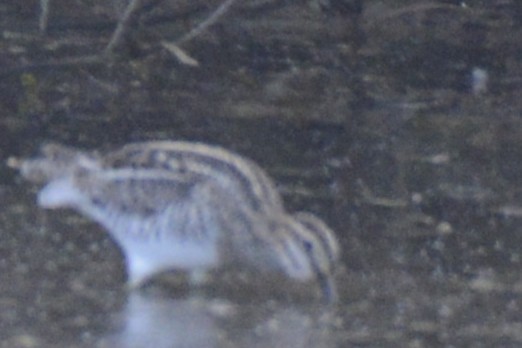 Wilson's Snipe - ML646882487