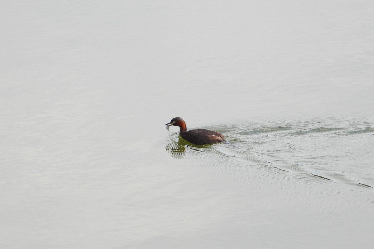 Little Grebe - ML646882488