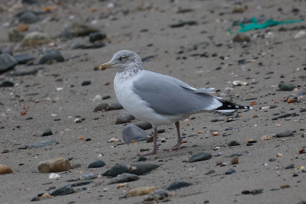 Kaio hauskara amerikarra - ML646882490