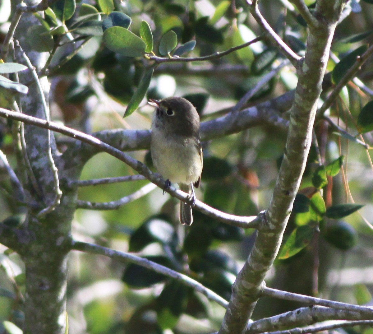 Vireo de Hutton - ML646882496