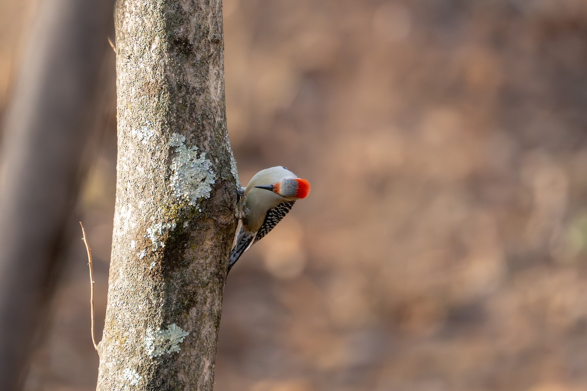 シマセゲラ - ML646882497