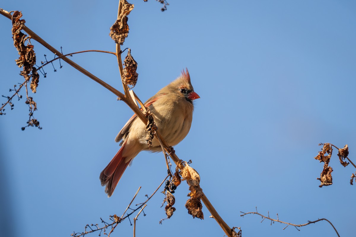 ショウジョウコウカンチョウ - ML646882503
