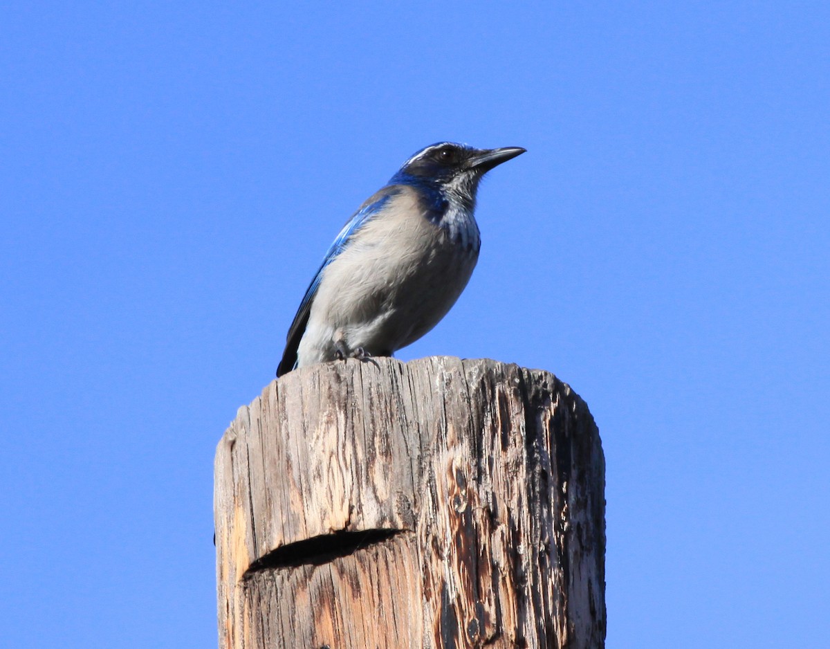 Chara Californiana - ML646882505