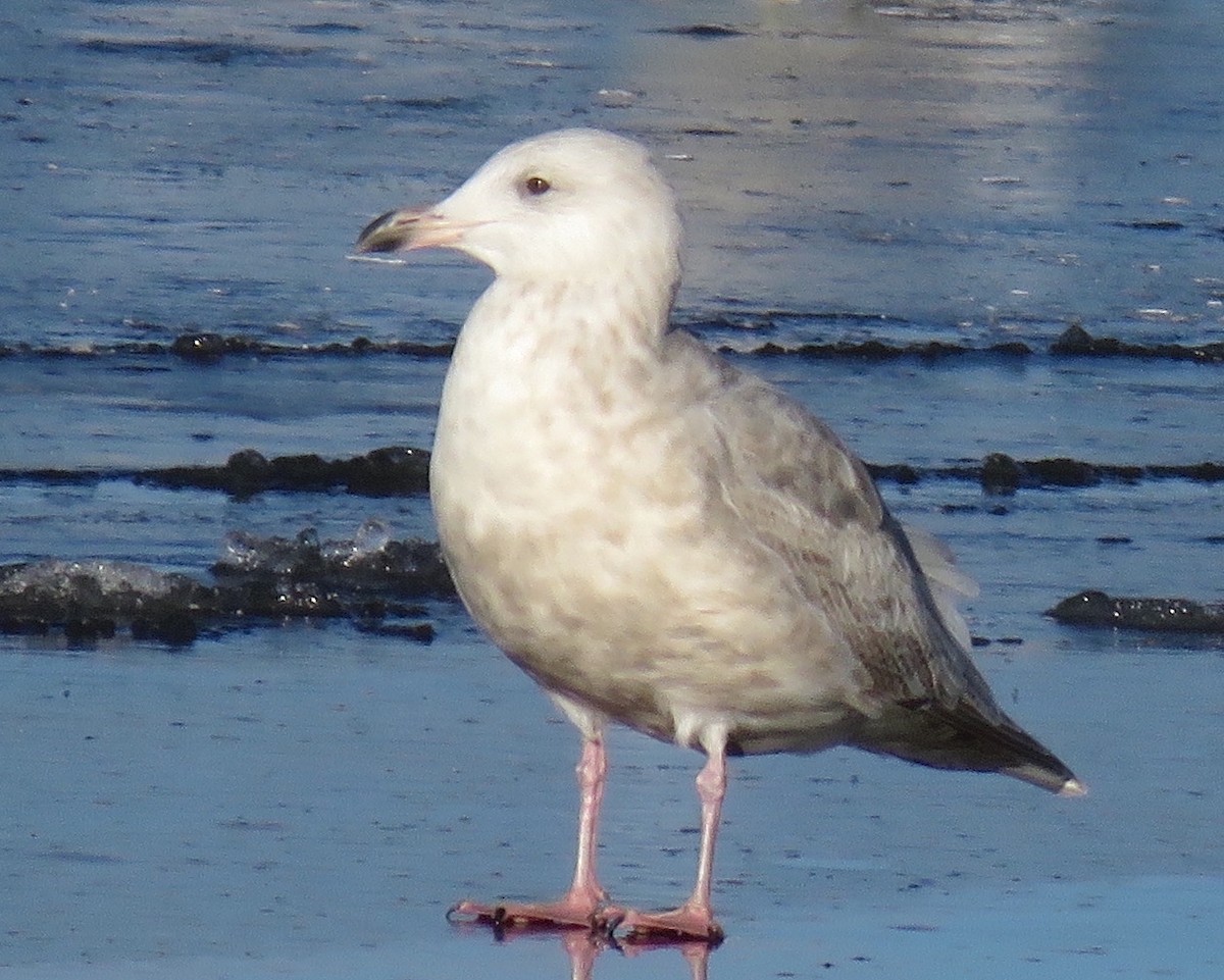 Glaucous-winged Gull - ML646882507