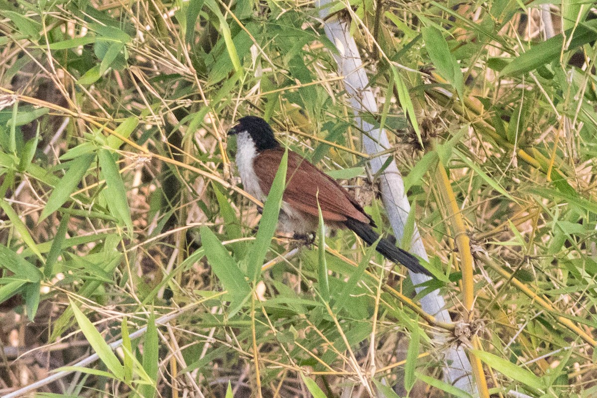 Senegal Coucal - ML646882512