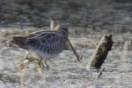Wilson's Snipe - ML646882523