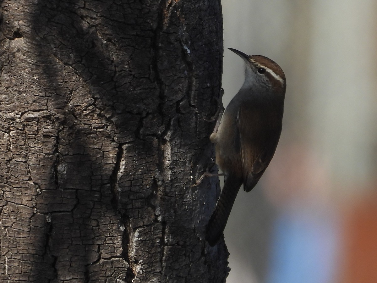 Bewick's Wren - ML646882524