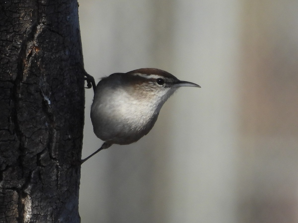 Bewick's Wren - ML646882531