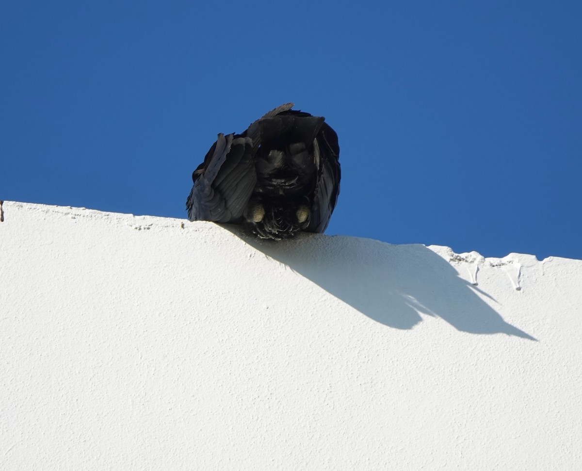 Black Vulture - ML646882532