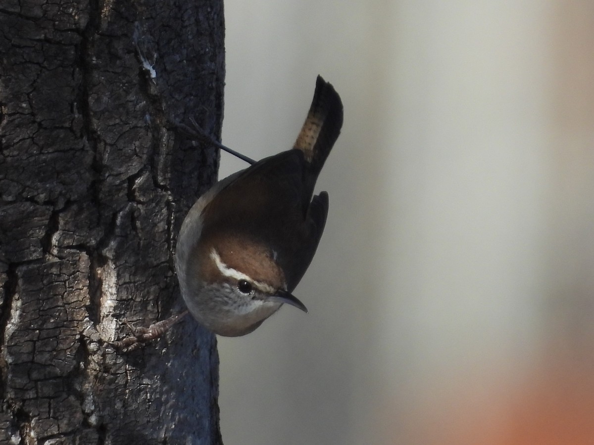 Bewick's Wren - ML646882533