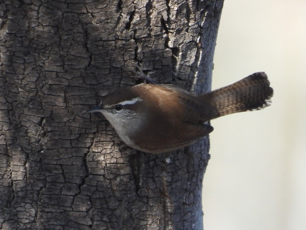 Bewick's Wren - ML646882535