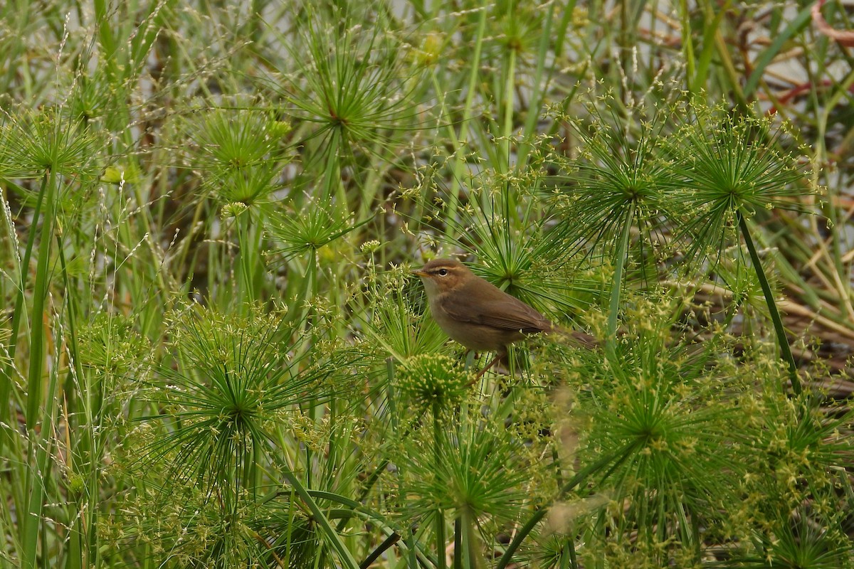 Esmer Çıvgın - ML646882536