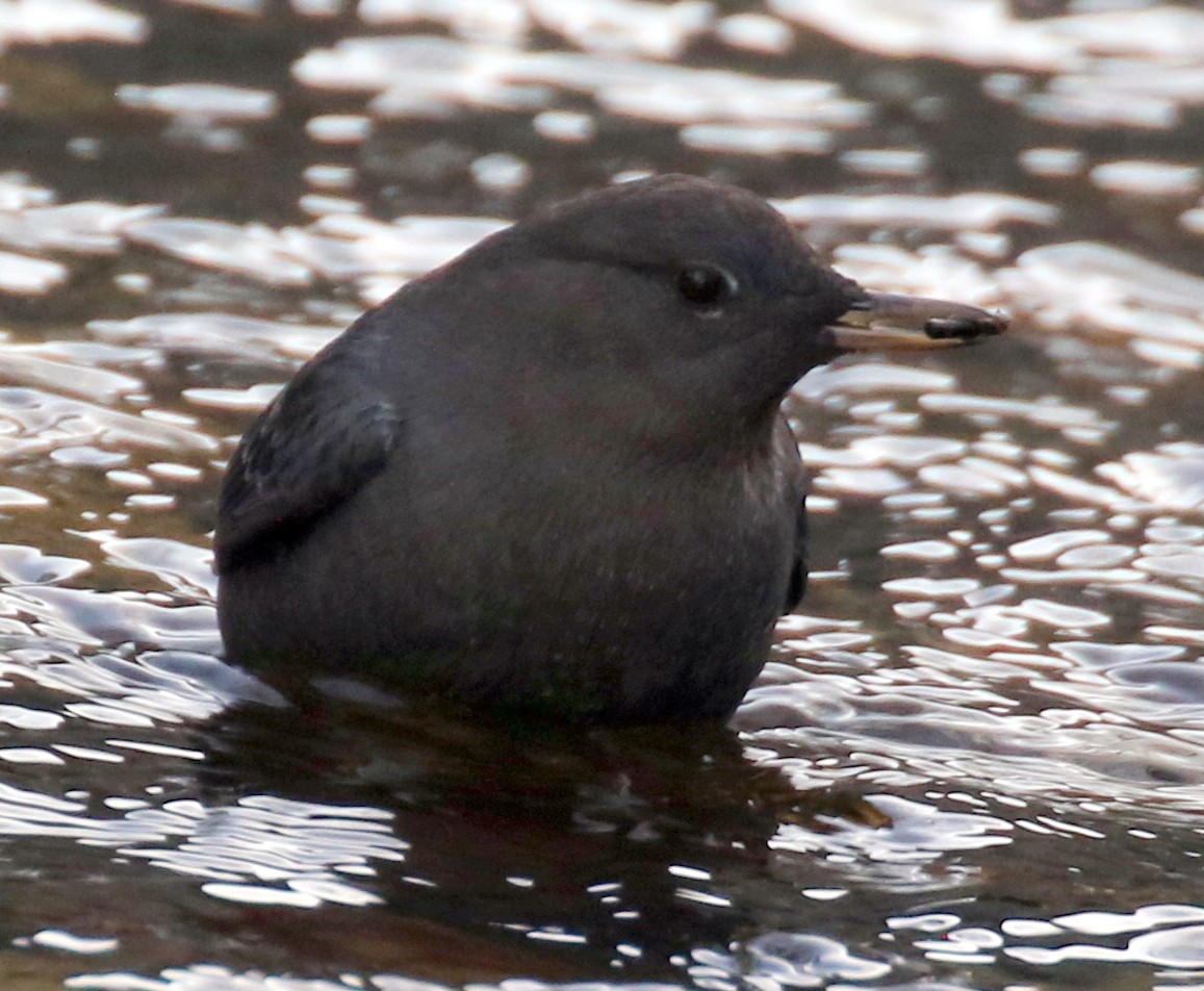 Ur-zozo iparramerikarra - ML646882538