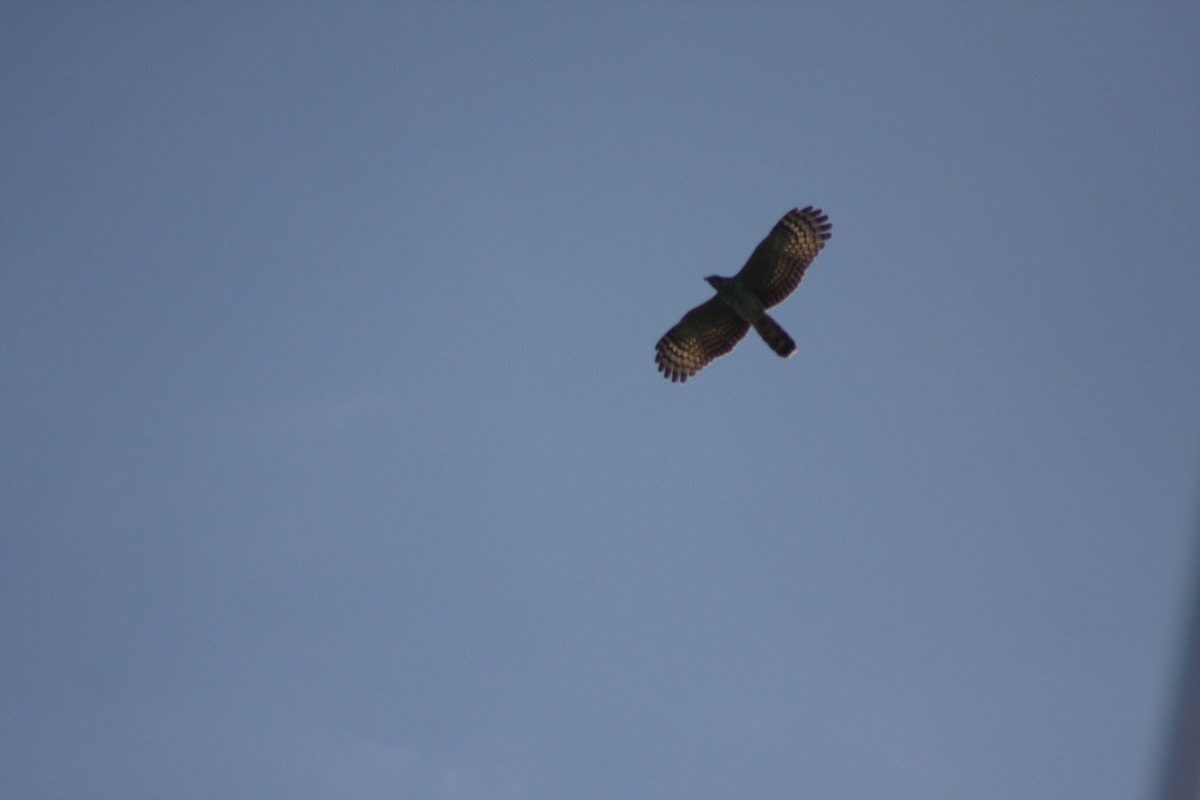 Hook-billed Kite - ML646882542