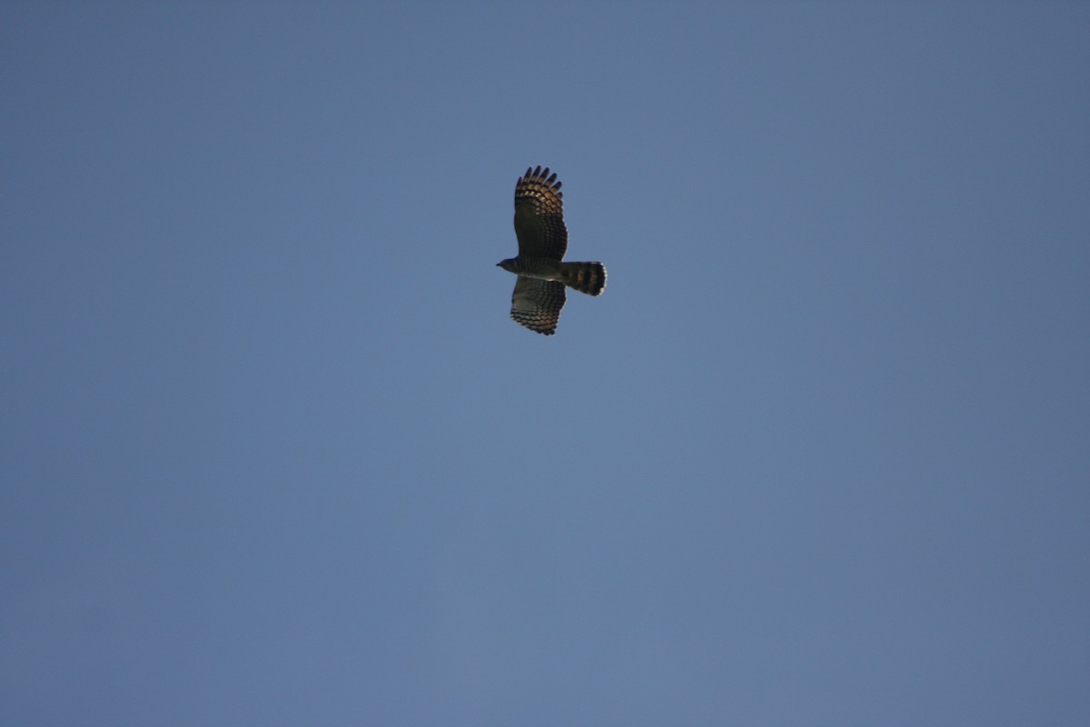 Hook-billed Kite - ML646882543