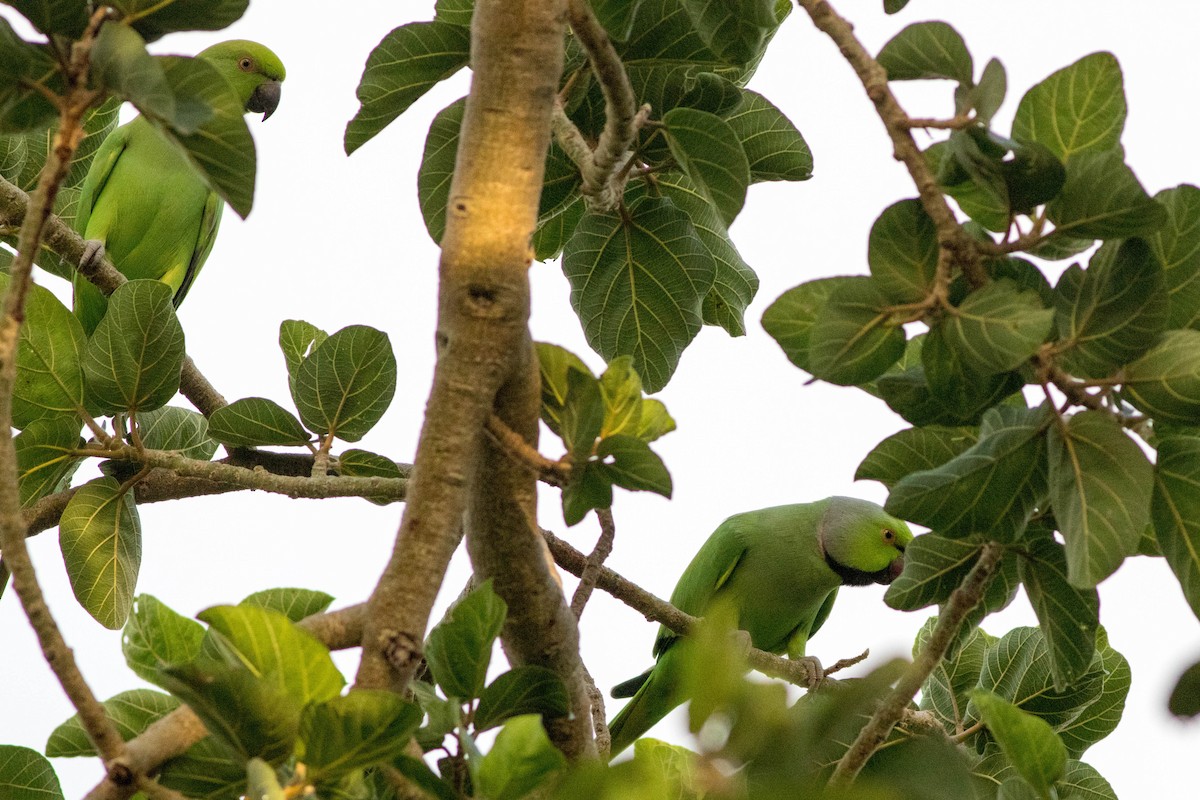 Rose-ringed Parakeet - ML646882544
