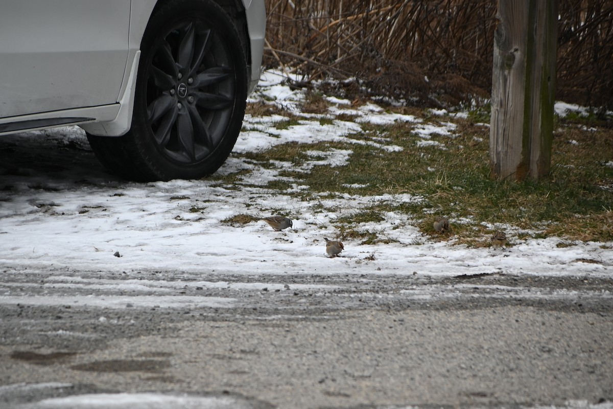 strnadec bělopásý - ML646882545