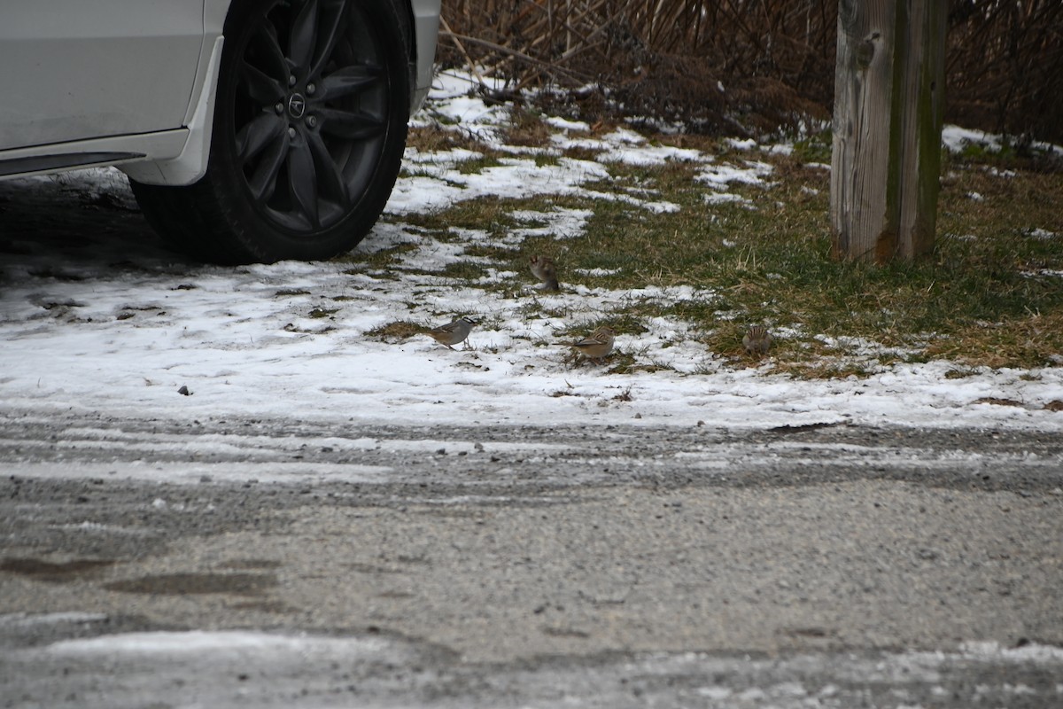 strnadec bělopásý - ML646882546