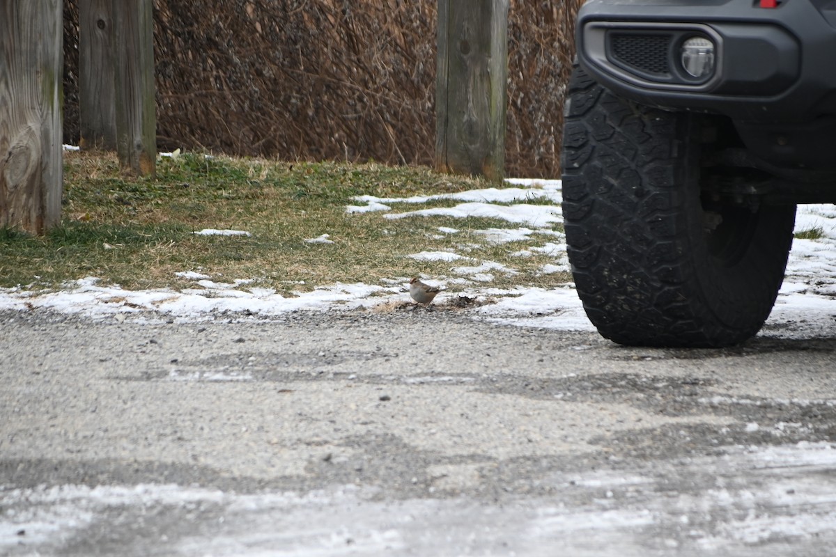 strnadec bělopásý - ML646882547