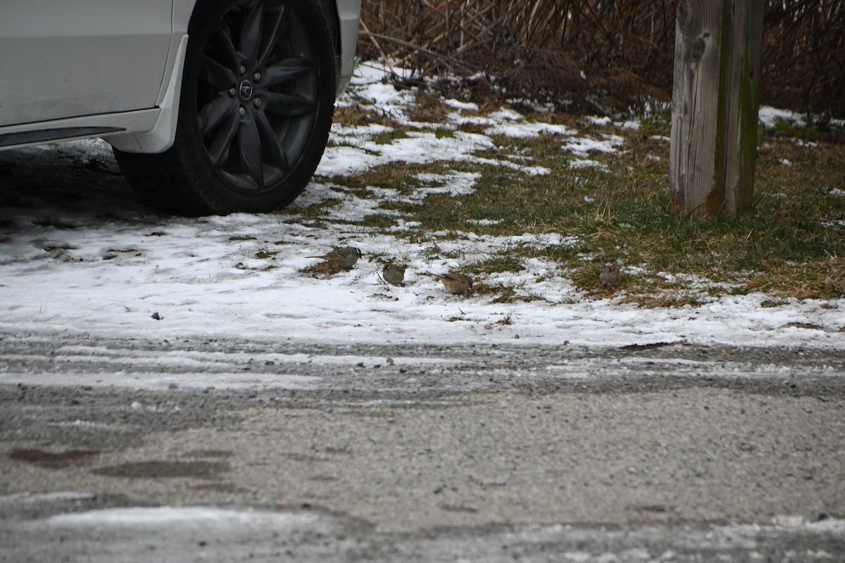 strnadec bělopásý - ML646882548