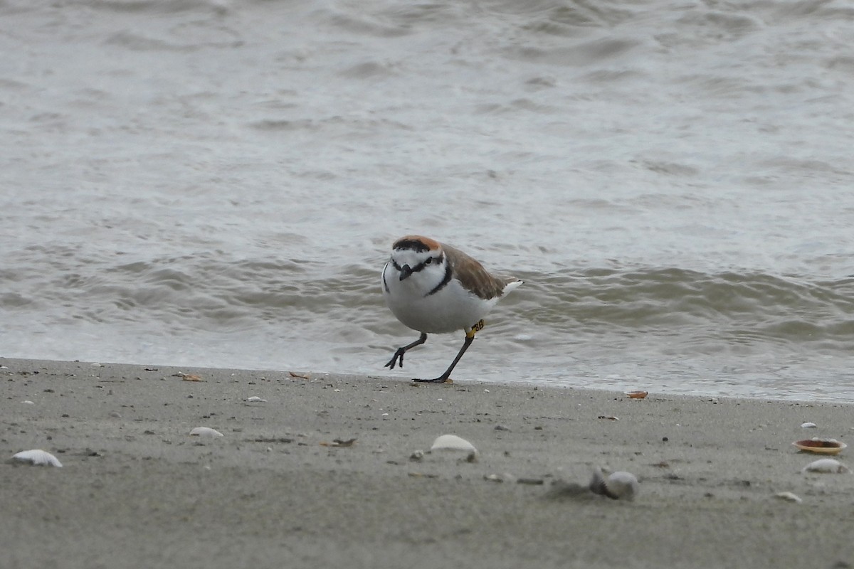 Kentish Plover - ML646882552