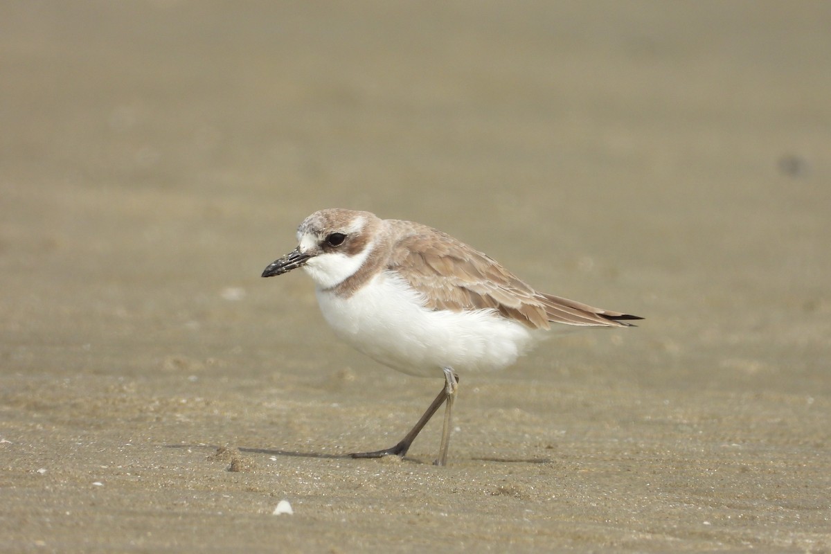 Greater Sand-Plover - ML646882562
