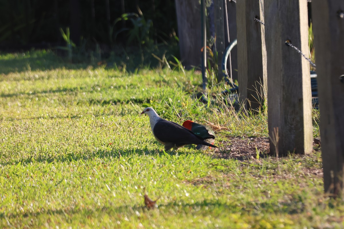 White-headed Pigeon - ML646882564