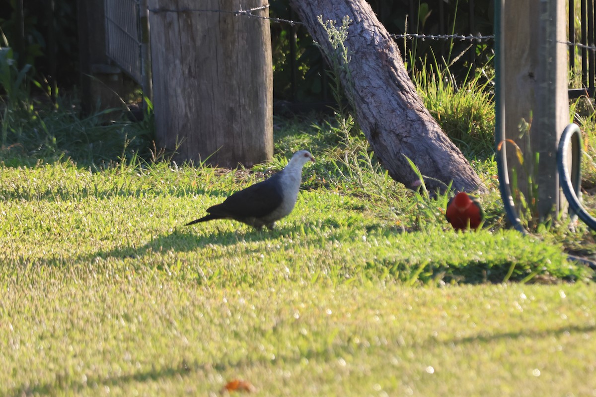 White-headed Pigeon - ML646882565