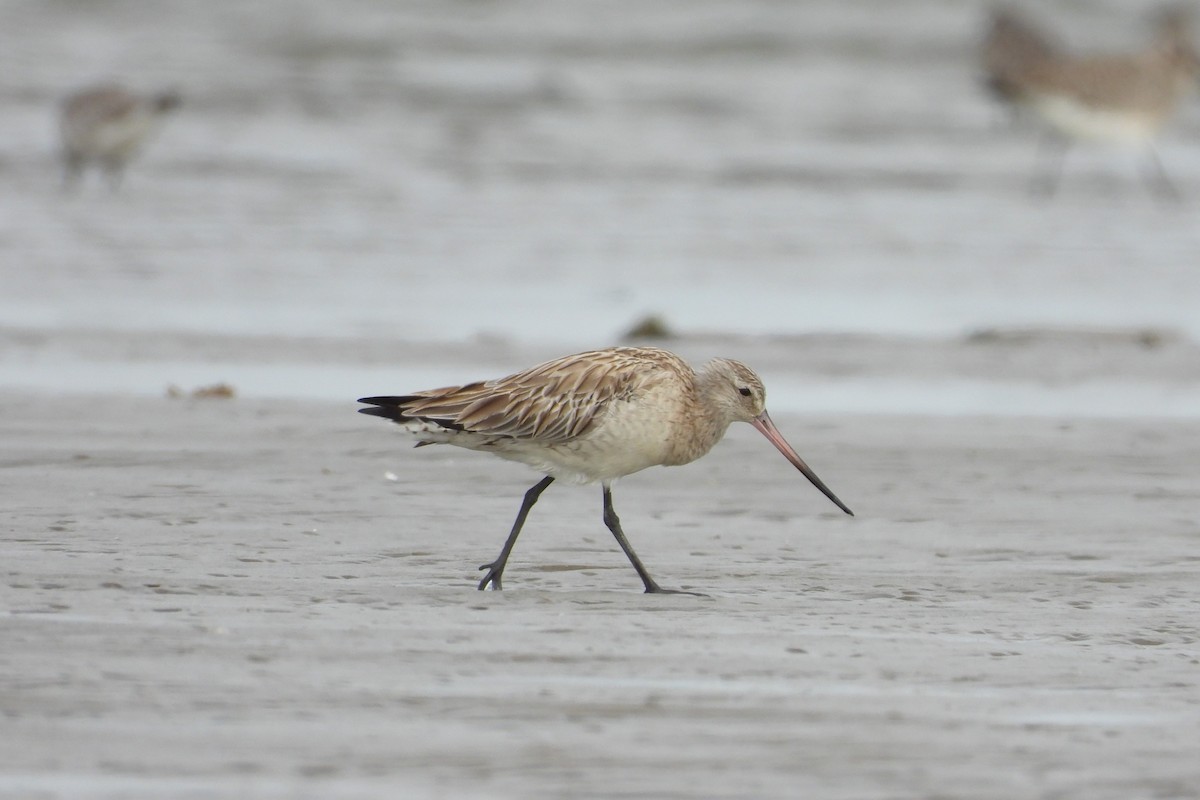 Bar-tailed Godwit - ML646882567