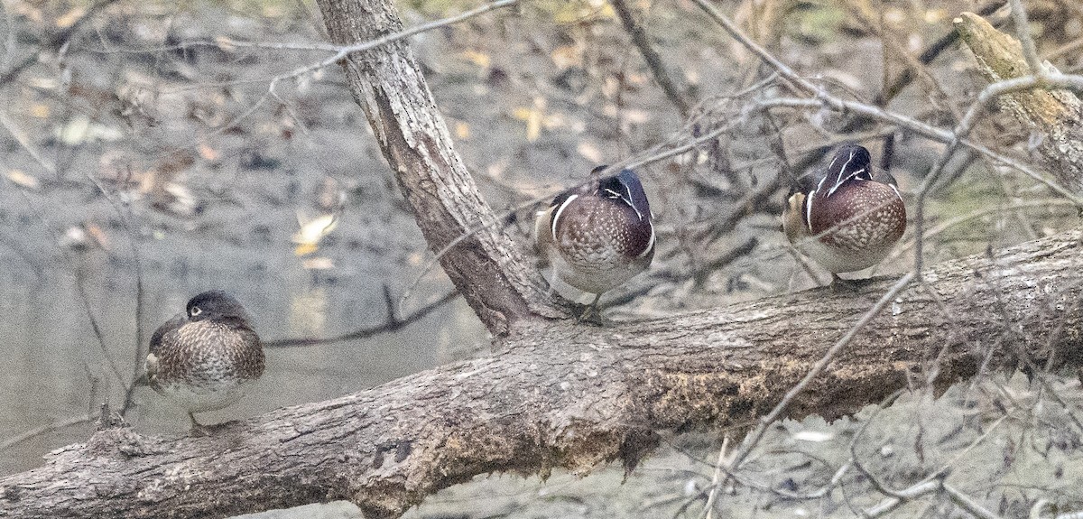 Canard branchu - ML646882569