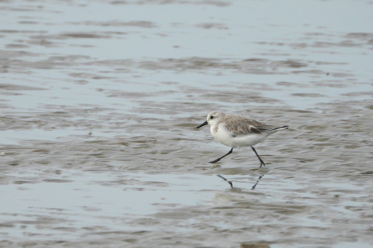 Red-necked Stint - ML646882575