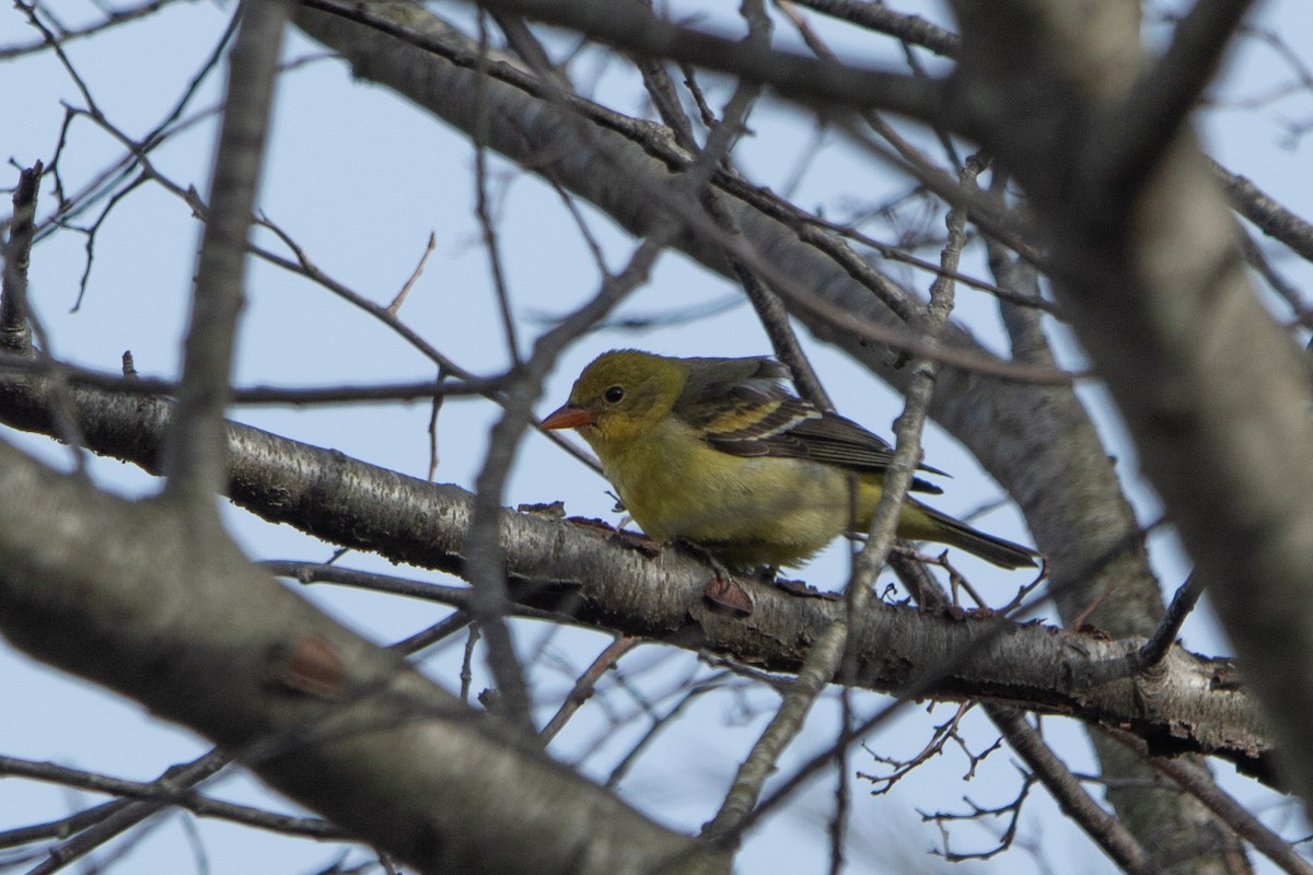 Batılı Piranga - ML646882580