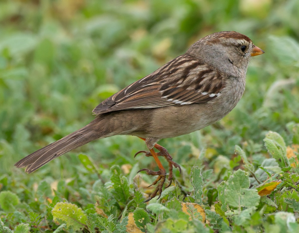 strnadec bělopásý - ML646882581