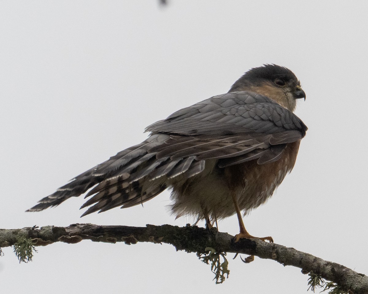 Épervier brun - ML646882582